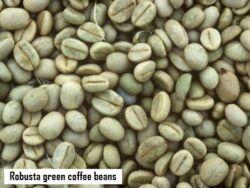 Robusta Green Coffee beans