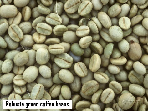 Robusta Green Coffee beans Robusta Green Coffee beans