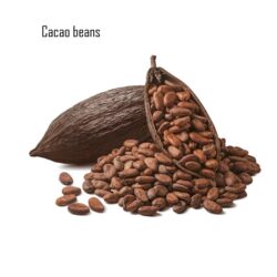Cacao Beans of Madagascar