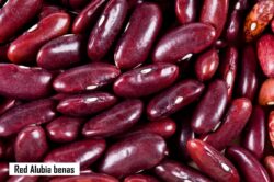 Red Alubia Beans from Madagascar